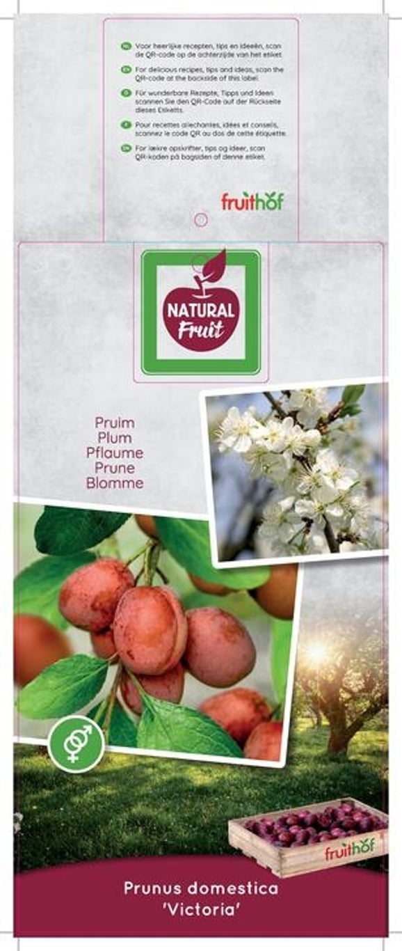 Prunus d. 'Victoria' - C12 250-275 CM Hoogstam